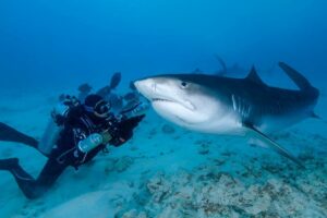 requin-et-photographe-sous-marin-supe