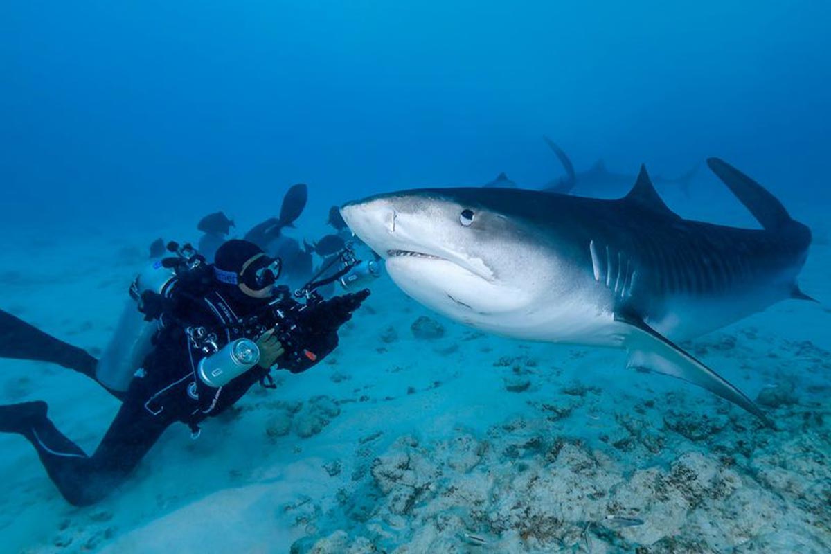 requin-et-photographe-sous-marin-supe