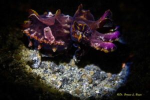 seiche-flamboyante-photo-macro-forrest-bayer